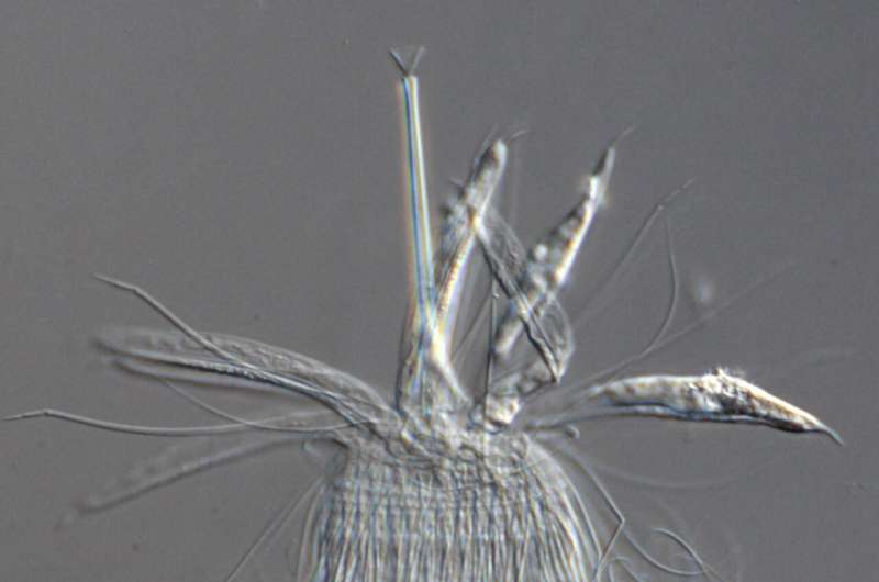 A New Species of Rare Phylum Loricifera Discovered in the Deep-sea Surrounding Japan