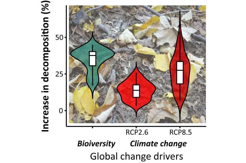 Biodiversity increases plant decomposition rate; should be factored into climate models, study finds
