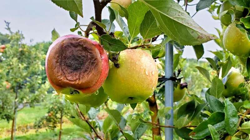 Newly discovered pathogen in NY apples causes bitter rot disease