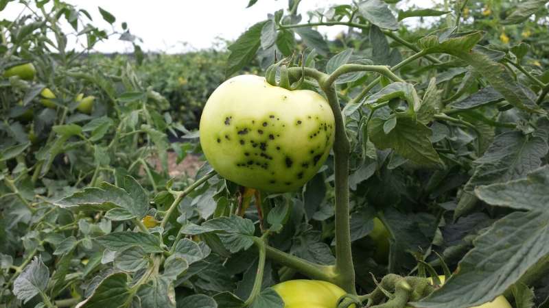 Newly identified gene grants tomatoes resistance to bacterial speck disease