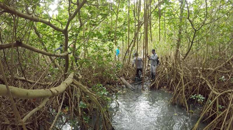 New research identifies 'triple trouble' for mangrove coasts