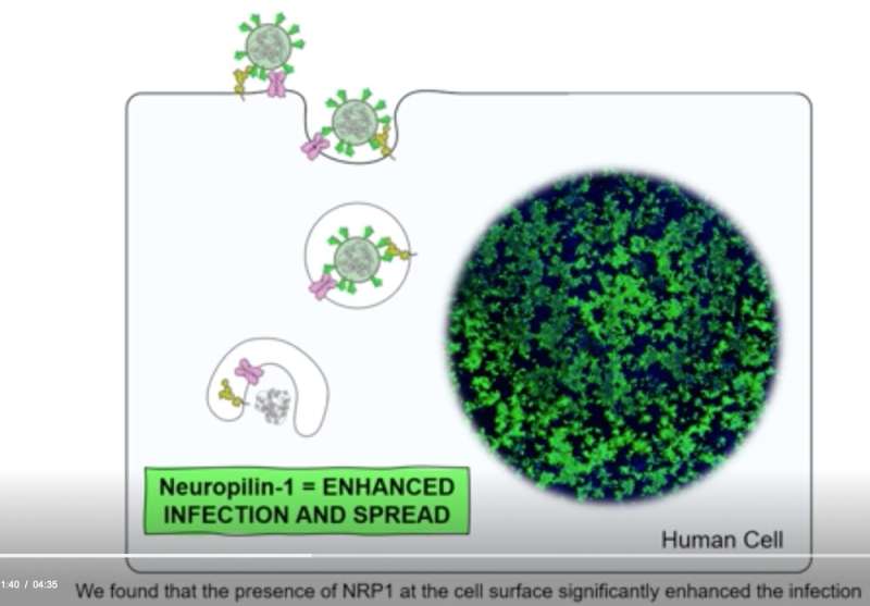 New understanding of the neuropilin-1 protein could speed COVID vaccine research