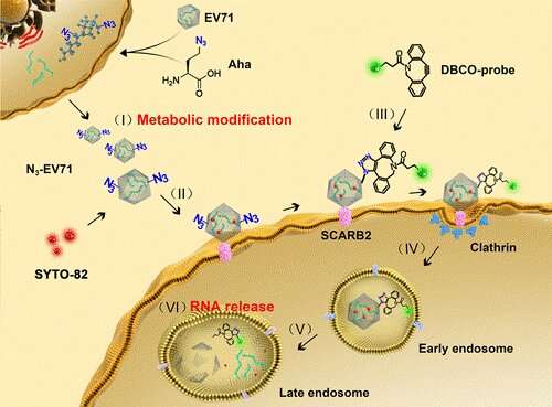 Scientists Propose Reliable Viral Labeling Strategy for Visualization of Ev71 Infection