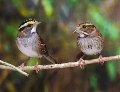Study shows how a single gene drives aggression in wild songbird