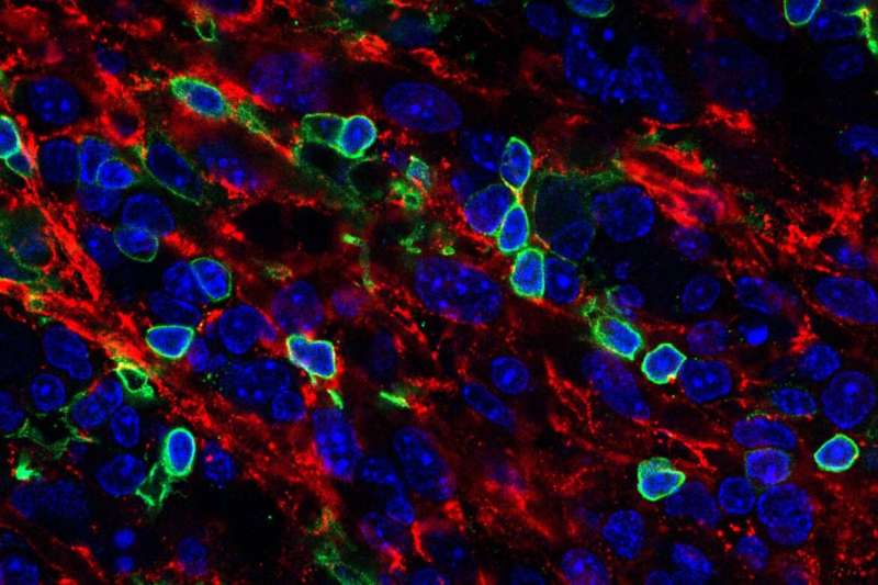 研究人员创造数百万不同T细胞从一个血液干细胞