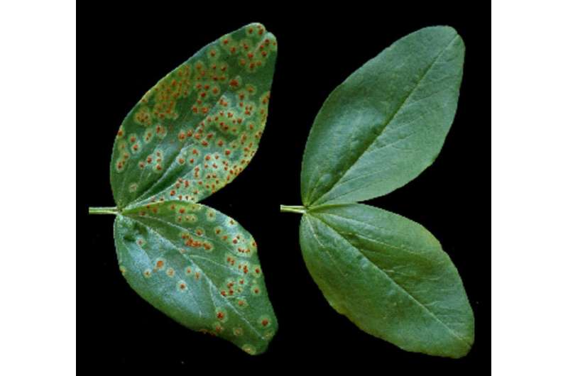 Researchers find new way to protect plants from fungal infection