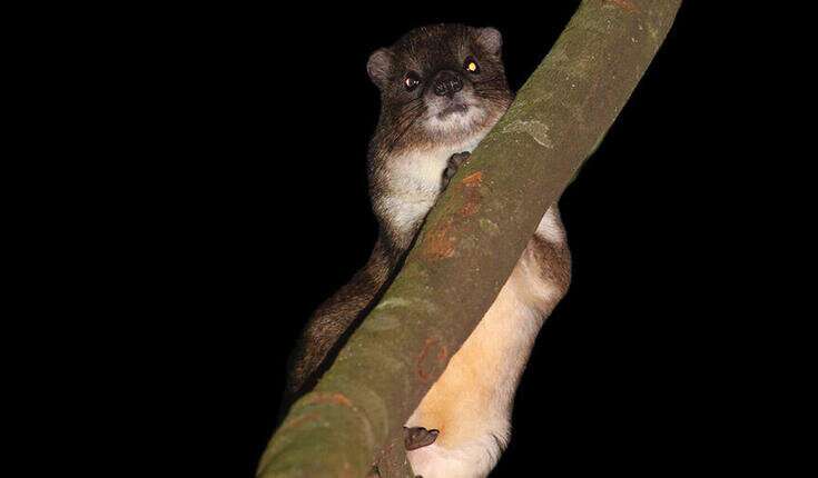 A new species of mammal may have been found in Africa's montane forests