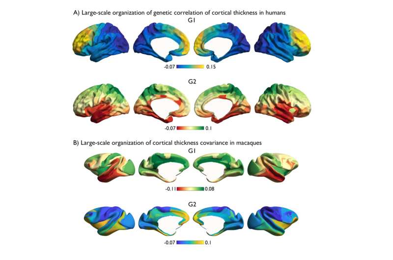 Evolutionary and heritable axes shape our brain