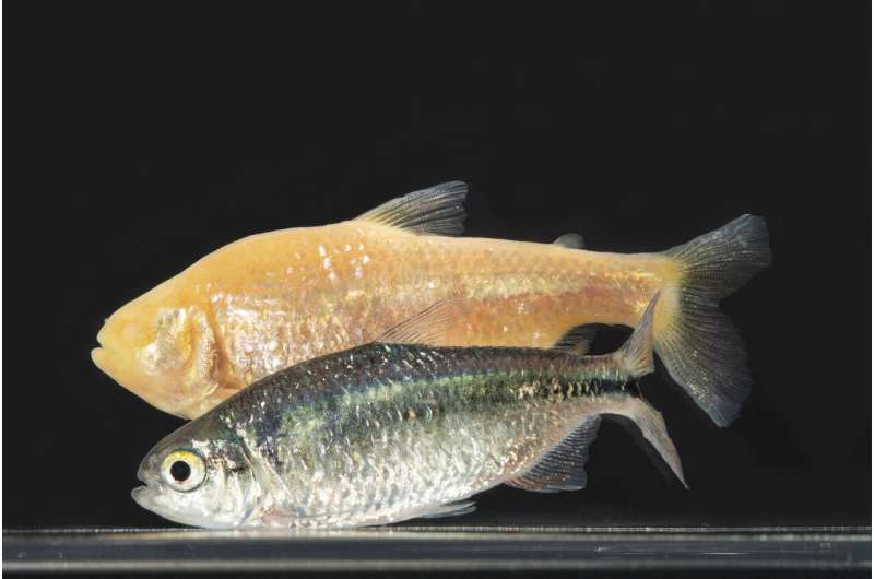 Immune system adaptations in cavefish may provide autoimmune disease insight