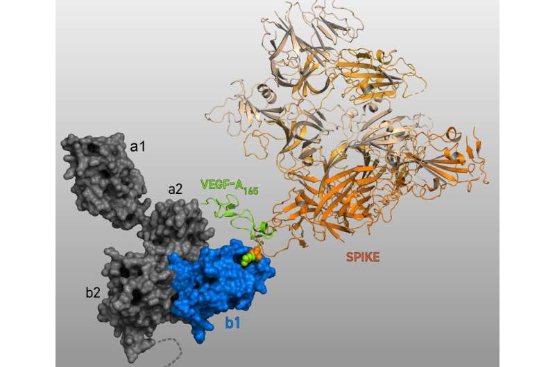 New understanding of the neuropilin-1 protein could speed COVID vaccine research