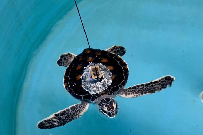 Researchers team up with U.S. Coast Guard to release three baby sea turtles