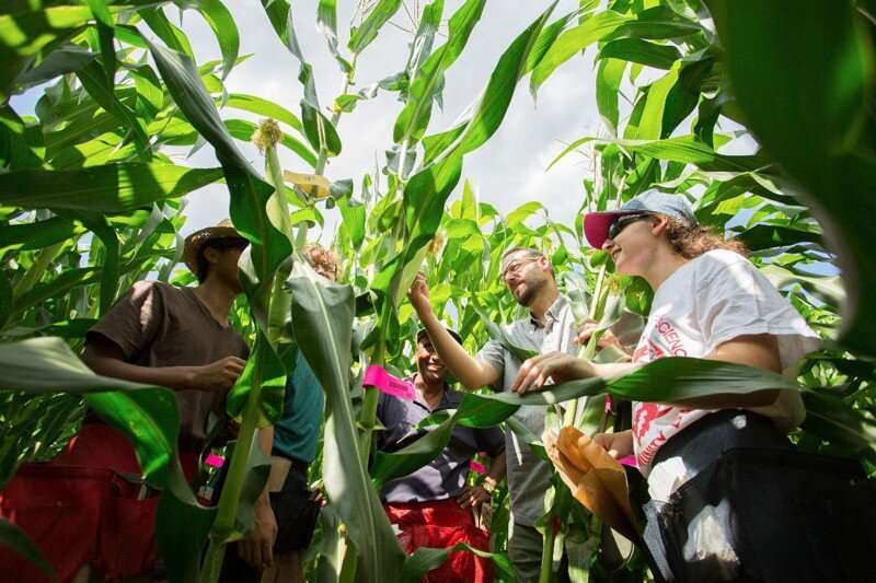 Researchers uncover the genetics of how corn can adapt faster to new climates