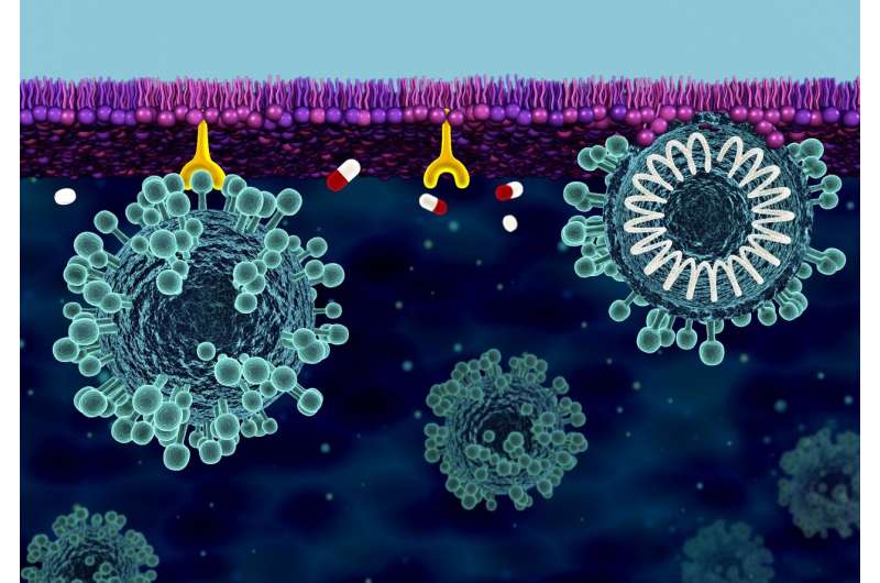 Scientists investigate solutions for building cell membrane defense against COVID-19