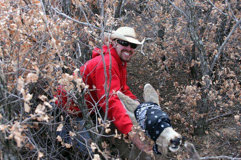 Researchers discover how vegetation thinning affects New Mexico mule deer population