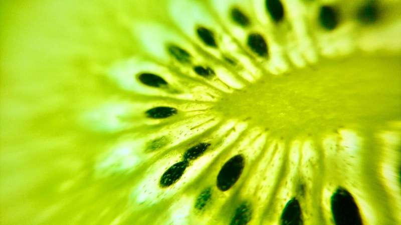 Researchers find ‘sweet spot’ for kiwifruit pollination
