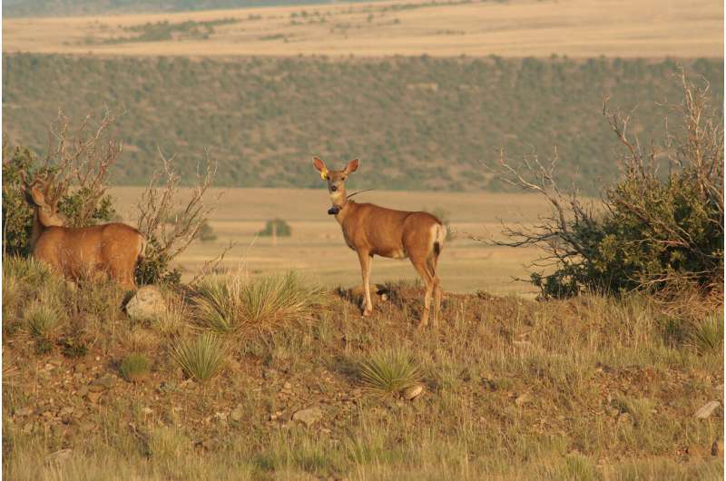 Researchers discover how vegetation thinning affects New Mexico mule deer population