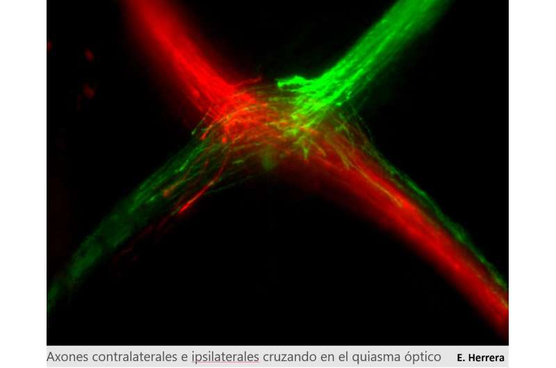 Researchers from CSIC identify the genetic program that allows us to see in 3D