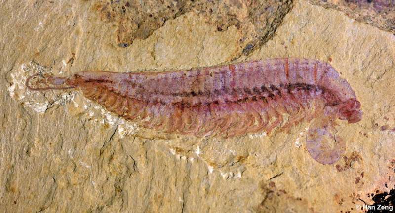 A 520-million-year-old five-eyed fossil reveals arthropod origin