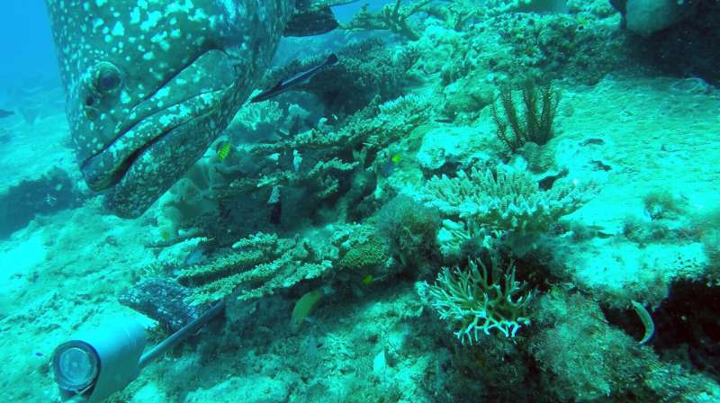 Abundant corals and fishes emerge from the ancient contours of Arafura Marine Park