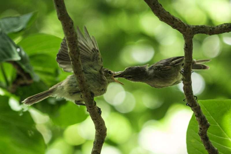 A conservation group bought the tiny Seychelles isle of Cousin Island in 1968 to save a songbird, the Seychelles Warbler, from e