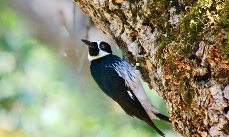 Acorn woodpeckers wage days-long battles over vacant territories, radio tag data show