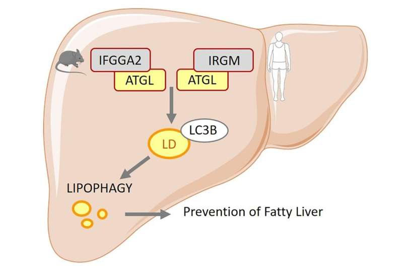 Additional genetic cause for non-alcoholic fatty liver disease discovered