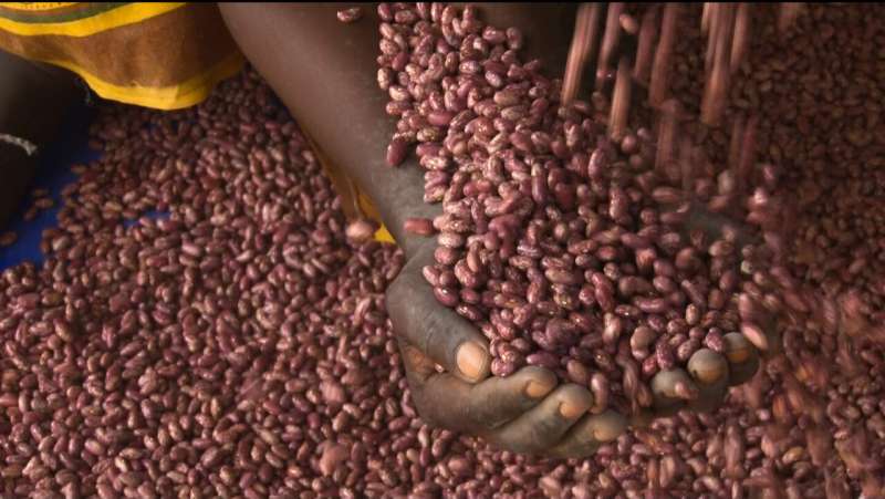 A diet of high-iron beans improves health of anemic women in Rwanda