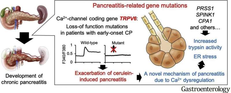A disease trigger for pancreatitis has been identified