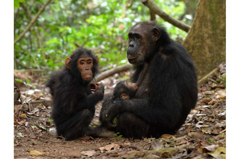 Adolescent Male Chimps Still Need Their Mamas