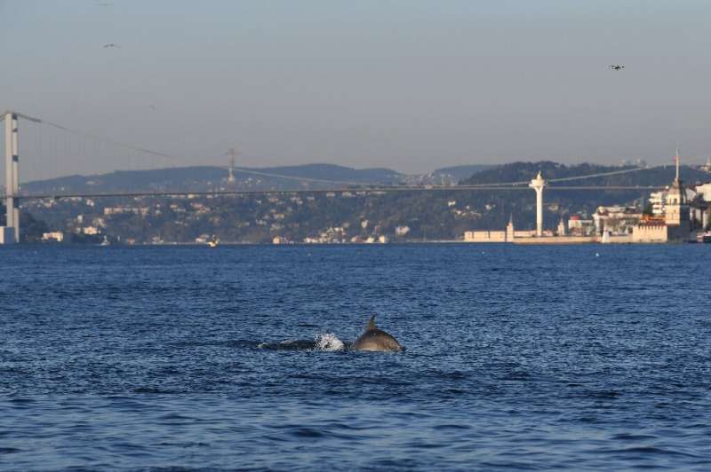 A dolphin swimming through Istanbul's unusually calm Bosphorus Strait