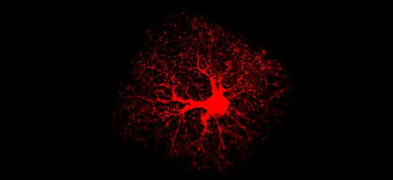Adult astrocytes are key to learning and memory