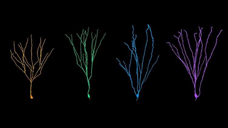 Adult-born neurons grow more than their infancy-born counterparts