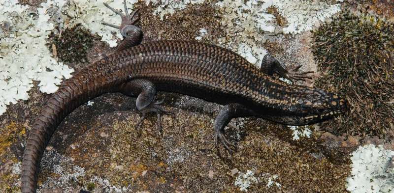 A few months ago, science gave this rare lizard a name – and it may already be headed for extinction