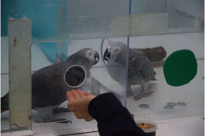African grey parrots spontaneously 'lend a wing'