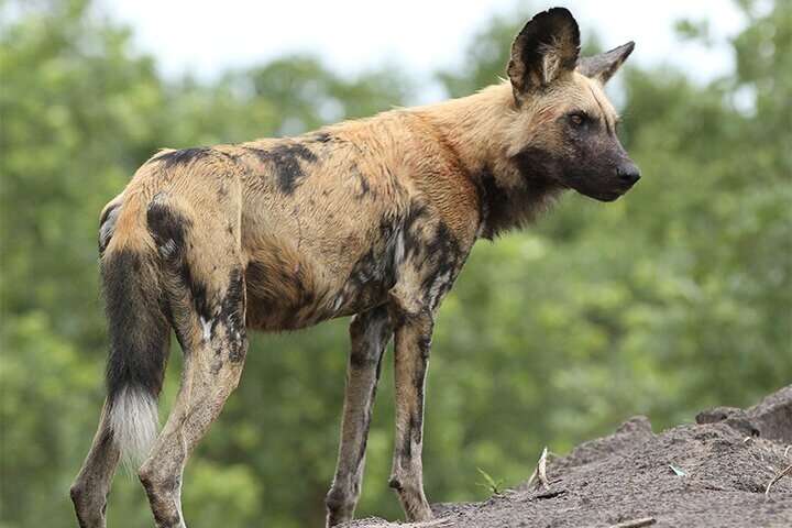 African wild dogs have vestigial first digit and muscular adaptations for life on the run
