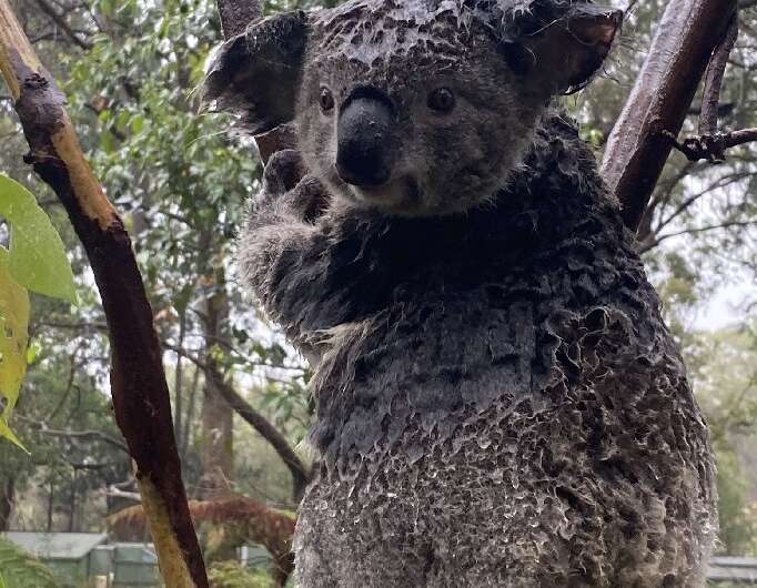 After months of being threatened by wildfires, Koalas on the east coast of New South Wales had to be rescued from floodwaters