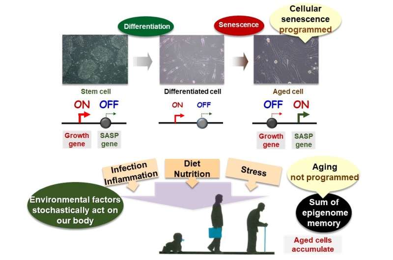 Aged cell variations may control health and onset of age-related diseases