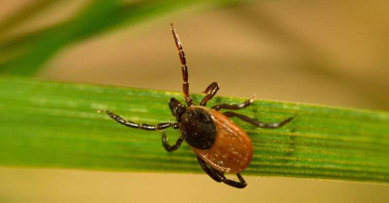 A gene from ancient bacteria helps ticks spread Lyme disease