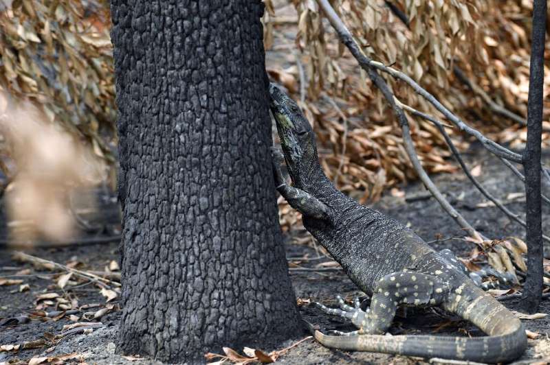 A goanna looking for food among charred trees after a bushfire in Budgong, New South Wales