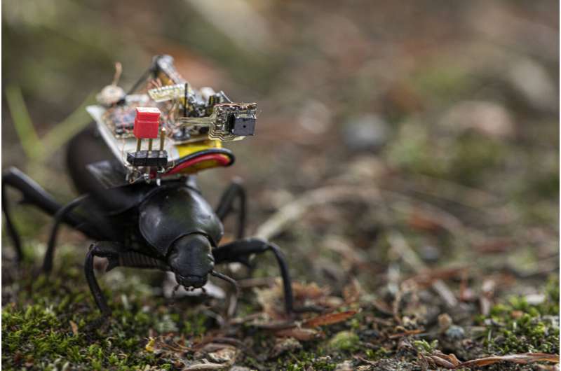 A GoPro for beetles: Researchers create a robotic camera backpack for insects