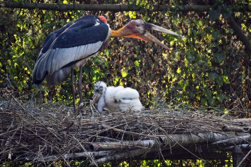A greater adjutant stork and its chick on at Assam State Zoo in Guwahati. The hatching of two baby storks has raised hopes for t