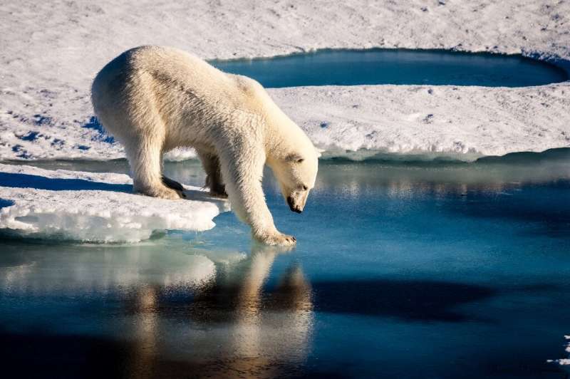 A handout photo provided by the European Geosciences Union in 2016 shows an undated photo of a polar bear testing the strength o