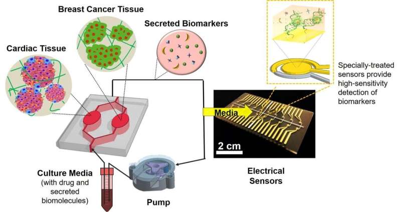 A heart-breast cancer-on-a-chip monitoring system