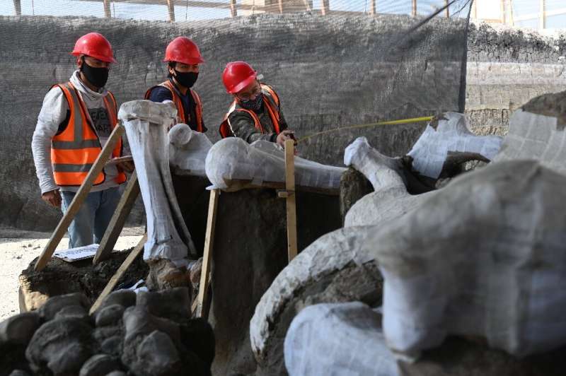 A huge mammoth graveyard has been uncovered at the site of Mexico City's new airport