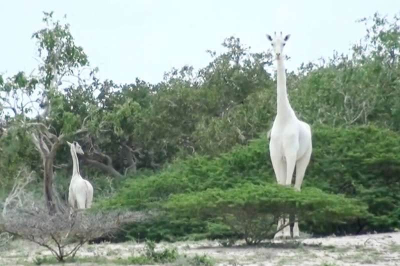 A image by the Ishaqbini Hirola Community Conservancy shows the rare white giraffe and her calf in Kenya