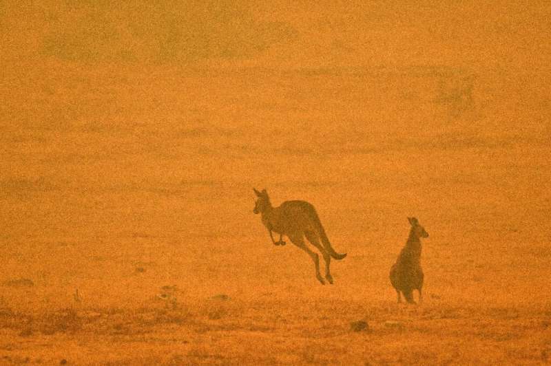 A kangaroo jumps in a field amidst smoke from a bushfire in Snowy Valley on the outskirts of Cooma in January
