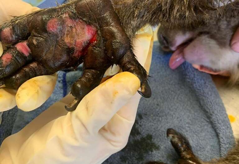 A koala is treated for burns to its paws