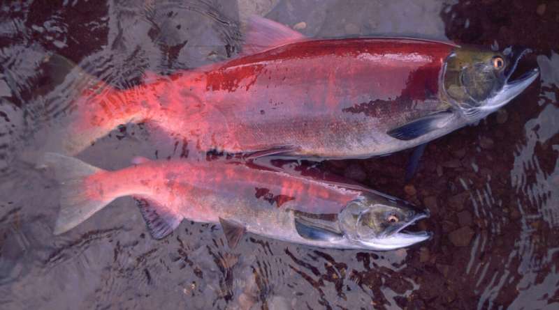 Alaska's salmon are getting smaller, affecting people and ecosystems