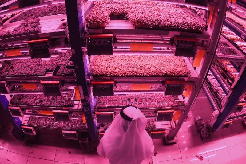 Al-Badia market garden farm produces an array of vegetable crops in multi-storey format, carefully controlling light and irrigat