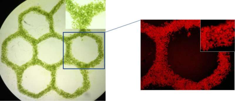 Algae breathe life into 3D engineered tissues